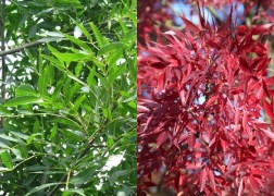 Fraxinus angustifolia Raywood / Keskenylevelű kőris